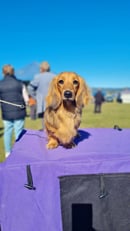 Kajmytt Dachshunds - Miniature Long Haired Dachshund Breeder - North Maleny, QLD