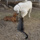 Dimondox Dachshunds -  Mini short hair Dachshund Breeder - QLD