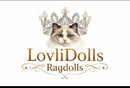 LovliDolls Ragdolls - Ragdoll Cat Breeder