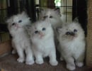 Kelanrowe  - Ragdoll Breeder - Newcastle / Hunter Valley, NSW 