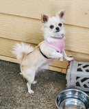 Lilacbloom Kennels - Chihuahua Breeder - Brisbane, QLD