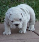 Dabell British Bulldogs - British Bulldog Breeder - Mooroopna, VIC