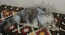 Dirtypaws Maine Coons - Maine Coon Cat Breeder -  Perth, WA