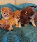 Kiewa Selkirk Rex - Breeder of Selkirk Rex 