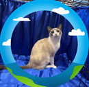Skidoo Snowshoes - Snowshoe Cat Breeder - Central Coast - NSW 