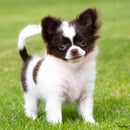 Chilovechi - Chihuahua Breeder - South Australia