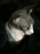 Allregal Sphynx Cattery - Sphynx Cat Breeder - Kwinana, WA