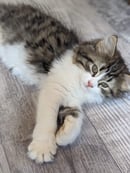 Tickledpink Siberians - Siberian Cat Breeder - Brisbane, QLD