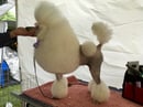 GNIC Kennel - Miniature Poodle Breeder - Melbourne, VIC