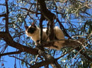 Ktique - Birman Cat Breeder - Gold Coast, QLD