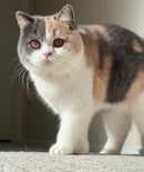 Damewood - Scottish Fold and British Shorthair Breeder - Sydney, NSW