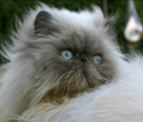 Romeouws Persian & Exotic Cat Breeder - Sunbury, VIC