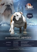 Majestueux Kennels - British Bulldog & Chow Chow Breeder - Kunda Pk, QLD