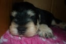 SimplyBlack Schnauzers - Miniature Schnauzer Breeder 
