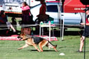 Ktique German Shepherds - German Shepherd Breeder - Tamborine Mtn - QLD