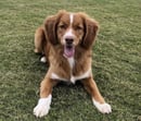 TollerFlare Kennels - Nova Scotia Duck Tolling Retriever Breeder - Gold Coast, QLD