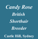 Candy Rose - British Shorthair Cats - NO KITTENS as NOT Currently Breeding.