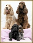 Kwolatee Kennels - Cocker Spaniel Breeder - Maitland, NSW