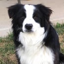 Furrevah Border Collies - Border Collie Breeder - NSW