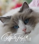 Affinity Ragdolls - Ragdoll Breeder - Sydney, NSW