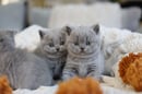 Furrytail Cattery - British Shorthair Breeder Sydney