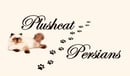 Plushcat Persians - Colour Point Persian  Breeder - Sydney, NSW