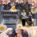 Stennaroo Bullmastiffs - Bullmastiff Breeder - Lockyer Valley, QLD