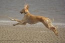 Ulmarah Salukis - Saluki Breeder - Stanthorpe, Qld