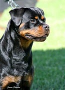 Emerey Rottweilers - ANKC Registered Breeder - Riverstone, NSW
