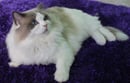 Fancyrags Ragdolls - Mandurah, WA