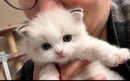 Luxafel Ragdolls  