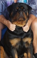 Yuluwirri Rottweilers - Rottweiler Breeder - Mackay, QLD