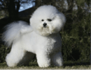 Kelzarki - Bichon Frise and Cavalier King Charles Spaniel Breeder - Marulan, NSW