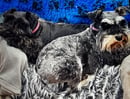 DANICIA Minature Schnauzers - Corinella, VIC