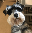 Ravensquill Miniature Schnauzers -  Bullsbrook, WA