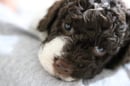 Alandria Lagotto - Lagotto Romagnolo - Brisbane, QLD
