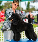 Pudlian Breeders of Poodles (Miniature)