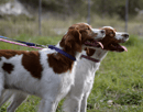 Bomschell Brittanys - Brittany Breeder, Perth WA