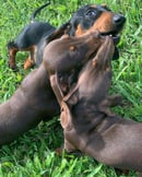 Fancydax Miniature Dachshunds - East Palmerston, QLD