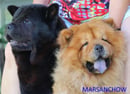Marsanchow Chow Chow Breeder - Albion Park, NSW
