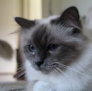 Jazmena Birmans - Birman Cat Breeder - South West Sydney, NSW