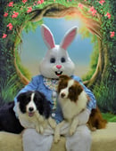 Baramewe Border Collies - Brisbane, QLD