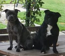 St Rocco - Staffordshire Bull Terrier Breeder - Albany, WA