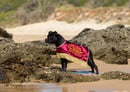 Bxact - Staffordshire Bull Terrier Breeder - Brisbane, QLD
