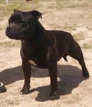 Quantumstaff  - Staffordshire Bull Terrier Breeder - Southern Highlands, NSW