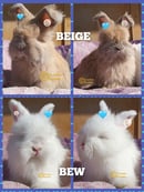 Foursista Bunnies - Purebred English Angora Rabbit Breeder - Sydney, NSW