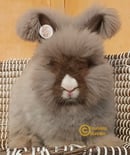 Foursista Bunnies - Purebred English Angora Rabbit Breeder - Sydney, NSW