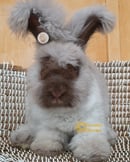 Foursista Bunnies - Purebred English Angora Rabbit Breeder - Sydney, NSW