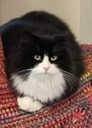 Prideshill Hypoallergenic Siberians - Brisbane