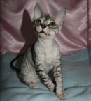 Kittams - Devon Rex Breeder - Brisbane, QLD